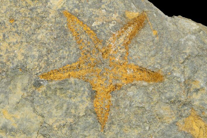 Ordovician Starfish (Petraster?) Fossil - Morocco #180856